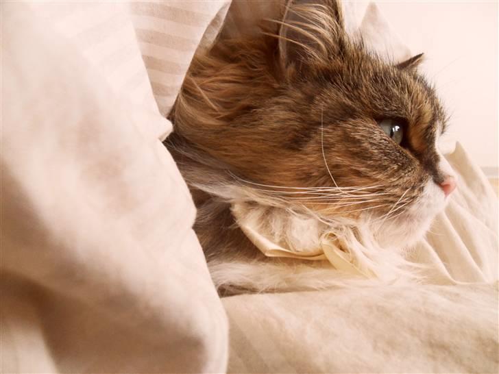 Blanding af racer Missi EFTERLYST billede 13