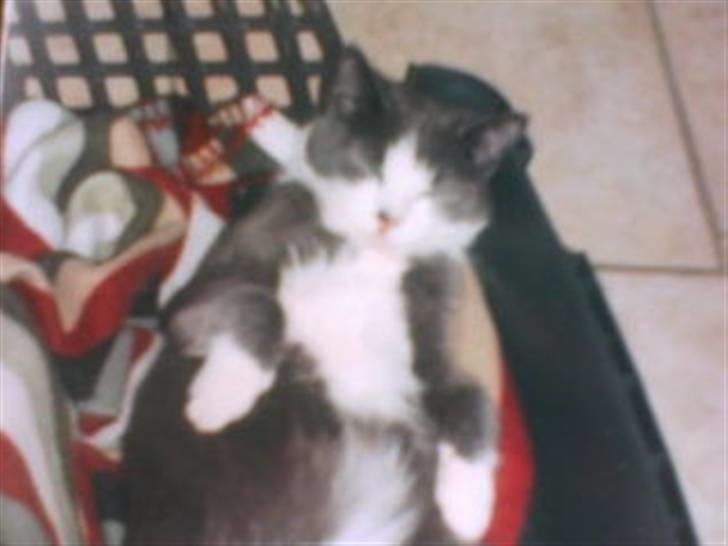 Huskat poul - Poul er i Drømmeland :P billede 2