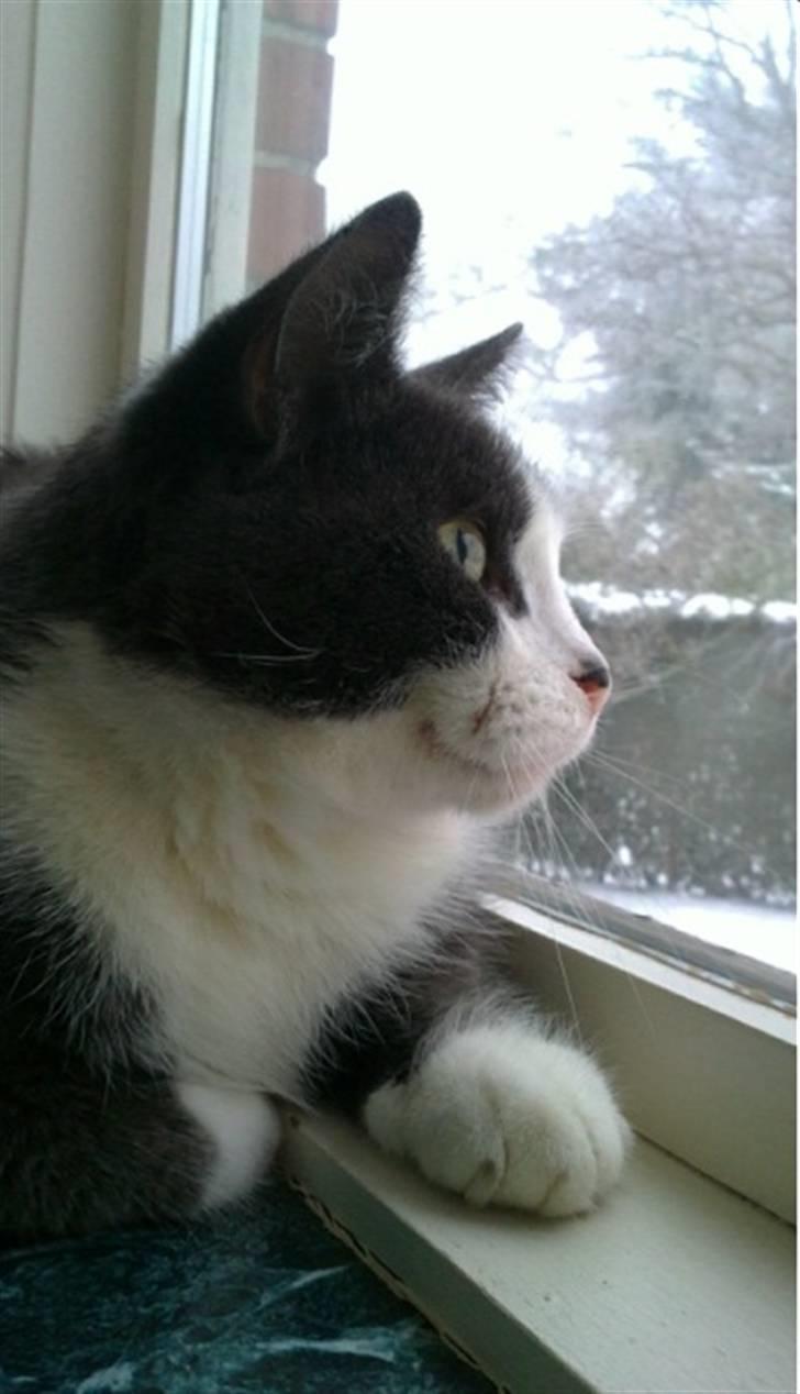 Huskat poul - Poul har opdaget en fugl udenfor :D billede 3