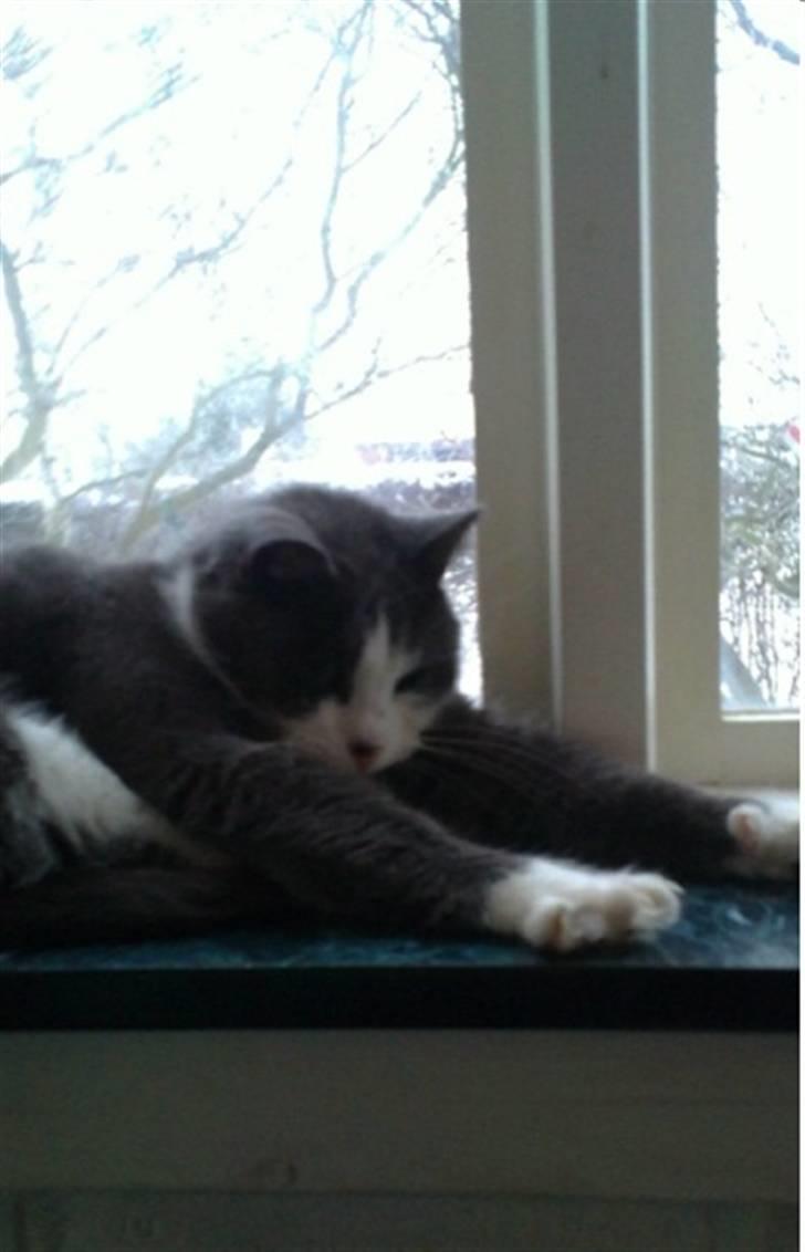 Huskat poul - Poul som strækker sig ;) billede 4