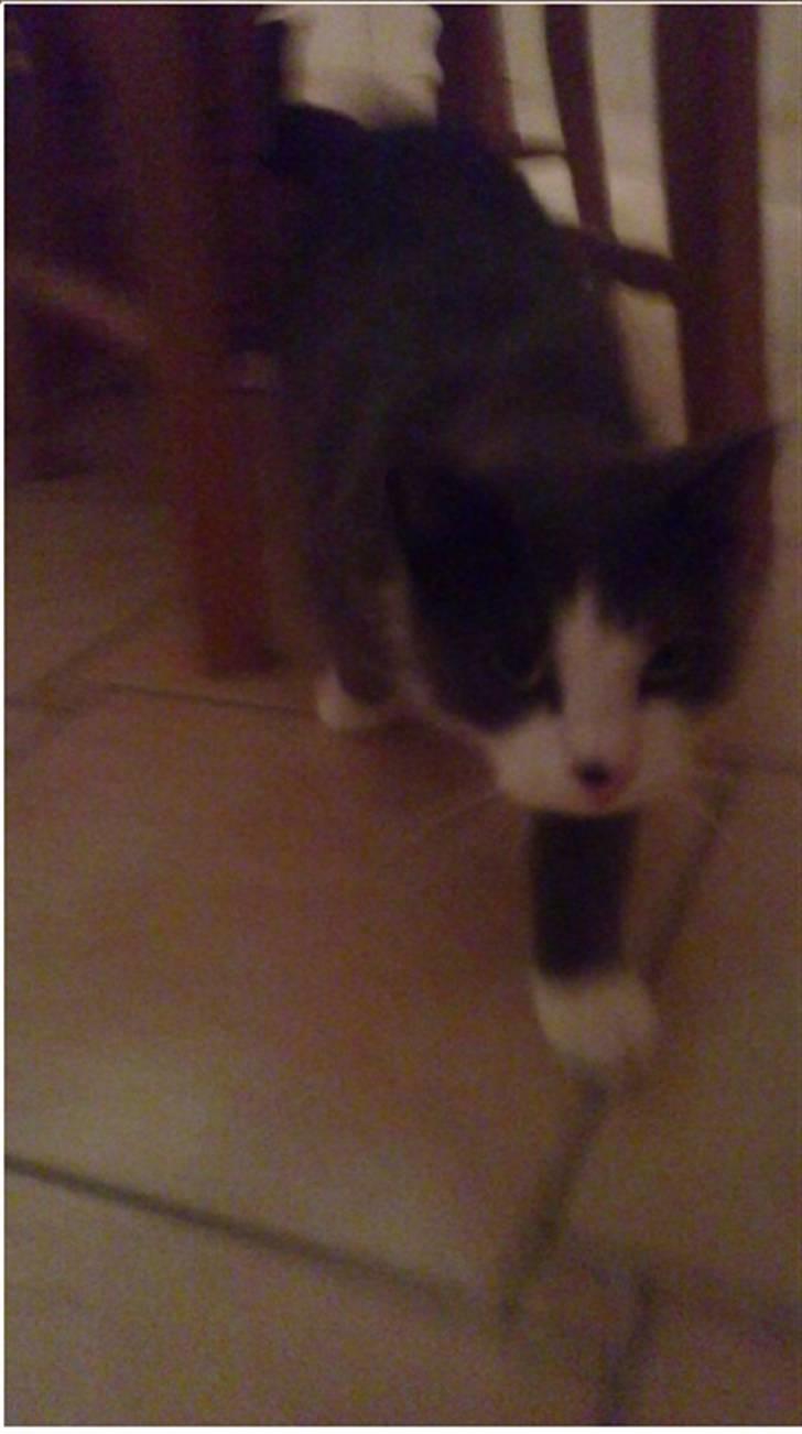 Huskat poul - Er jeg ikke sød? MIAAV! billede 5