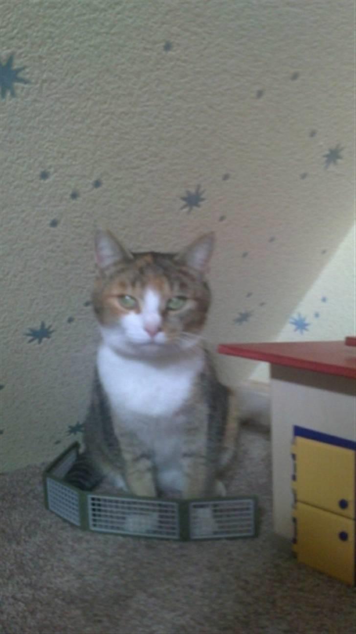 Huskat vivi - Jeg elsker dig! billede 2