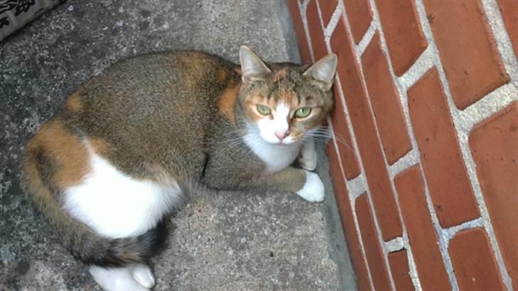 Huskat vivi billede 7