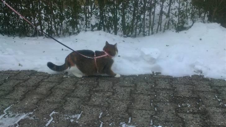 Huskat vivi - Vi går lige en lille tur med vivi billede 12