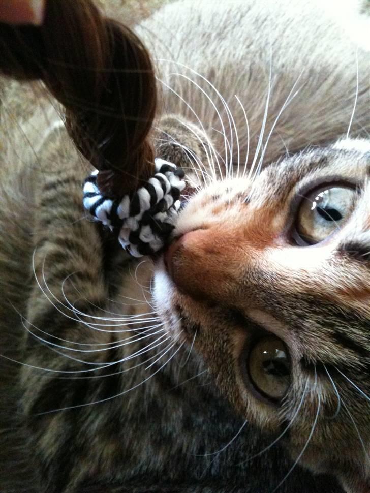 Huskat mizzy billede 15