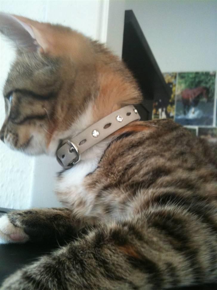 Huskat mizzy billede 16