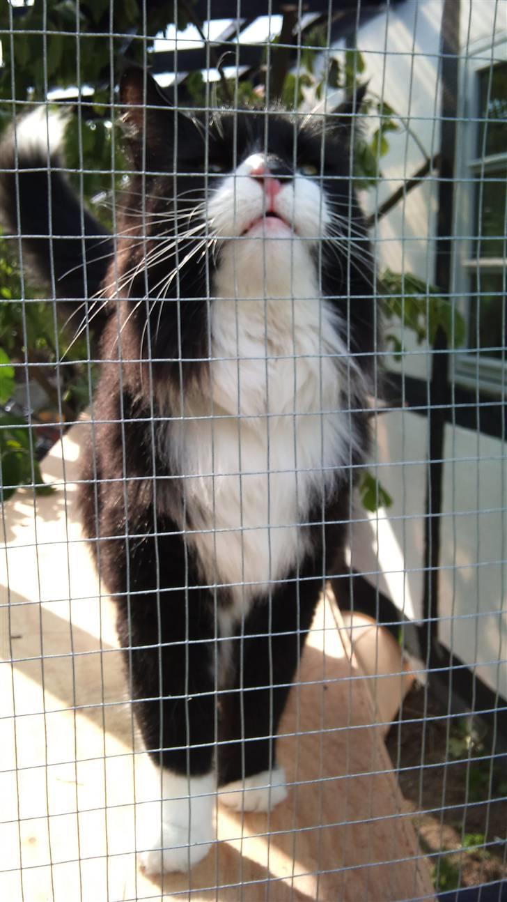 Norsk Skovkat Hubert billede 1