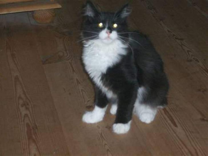 Norsk Skovkat Hubert - Hubert som lille :D billede 2