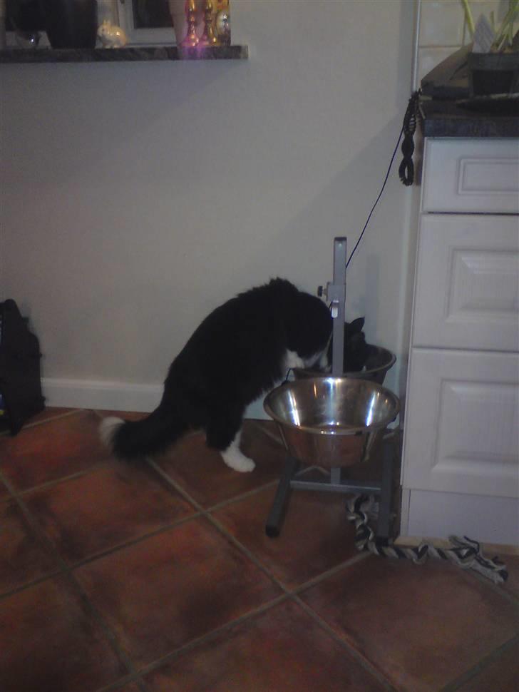 Norsk Skovkat Hubert - Hubert kan godt lide at drikke fra hundens vand skål. billede 3