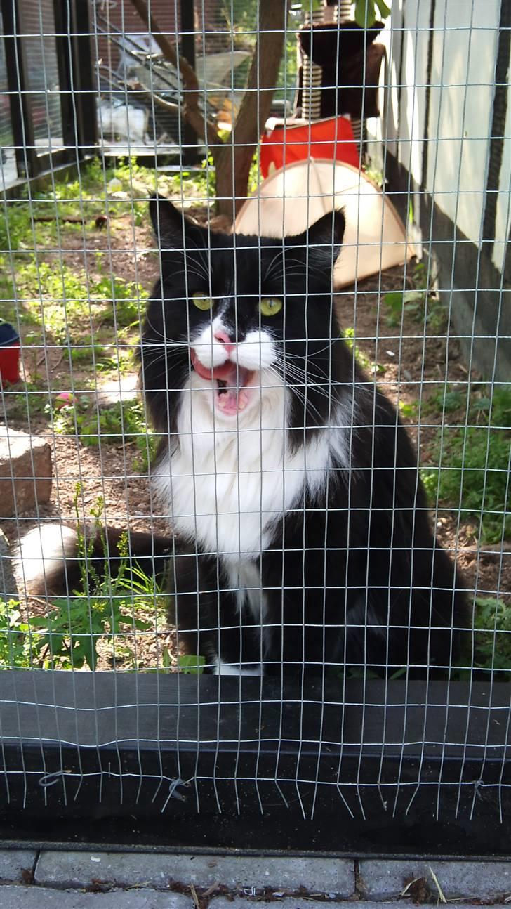 Norsk Skovkat Hubert billede 4