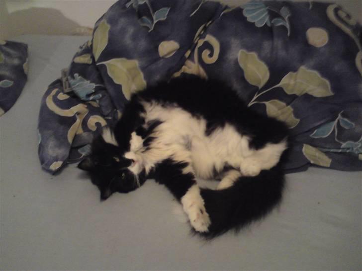 Norsk Skovkat Hubert billede 5