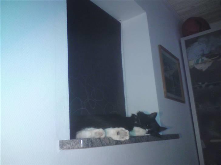 Norsk Skovkat Hubert billede 6