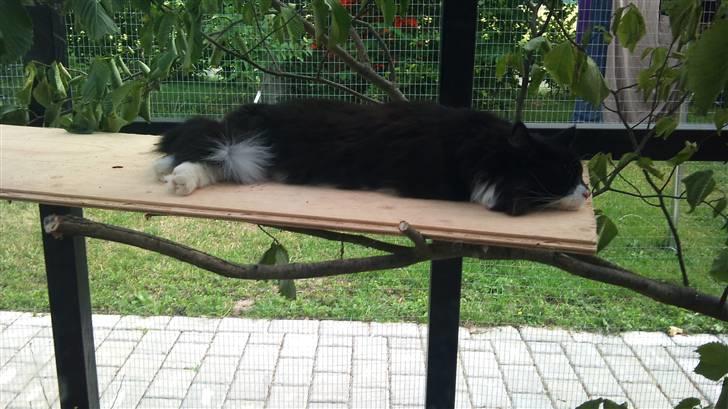 Norsk Skovkat Hubert billede 7