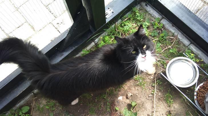 Norsk Skovkat Hubert billede 8