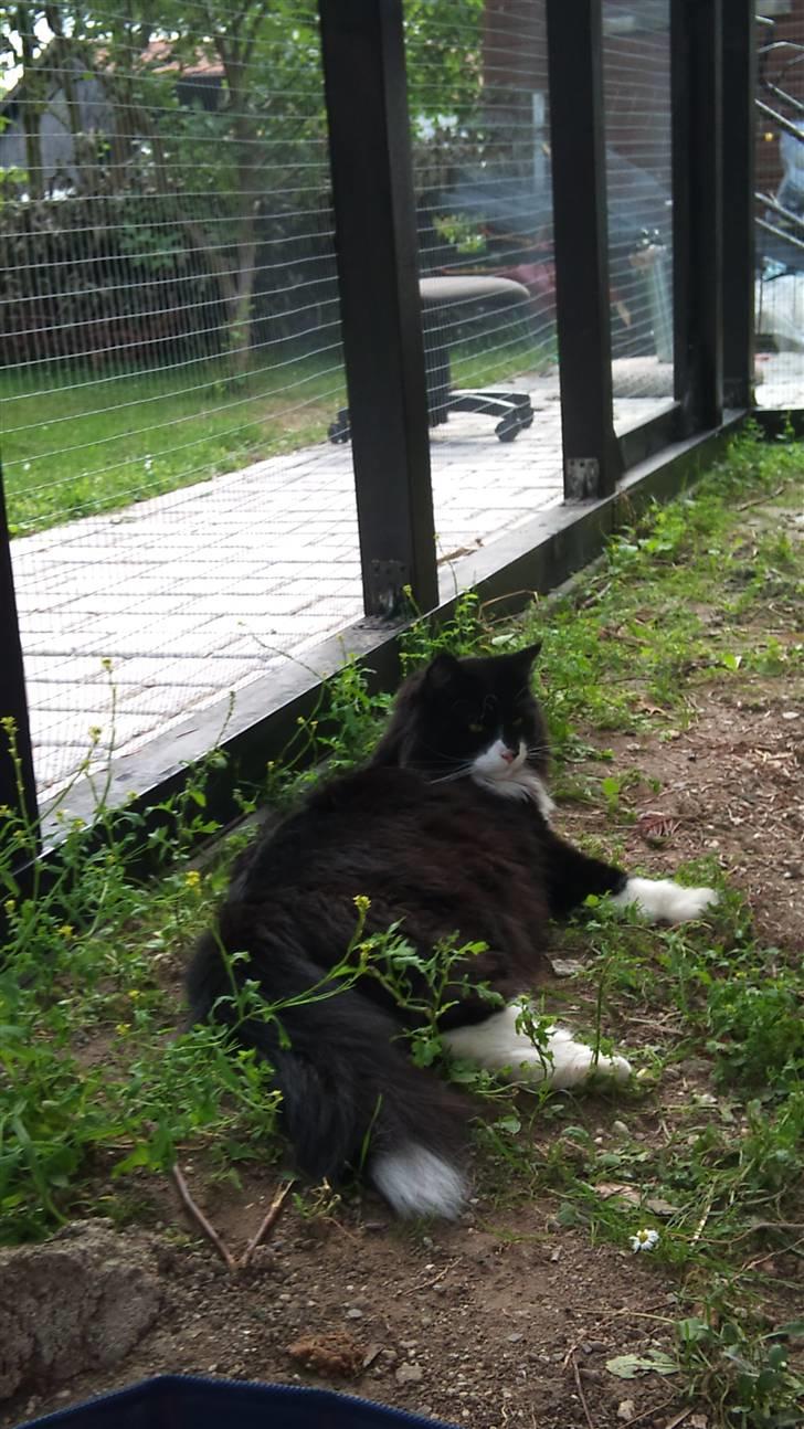 Norsk Skovkat Hubert billede 9