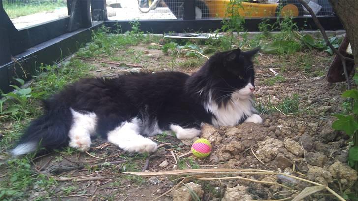 Norsk Skovkat Hubert billede 10