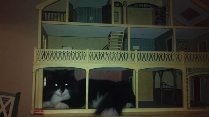 Norsk Skovkat Hubert billede 11