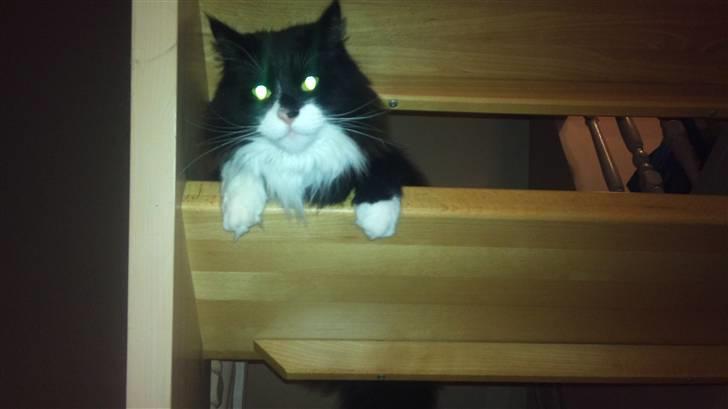 Norsk Skovkat Hubert billede 12