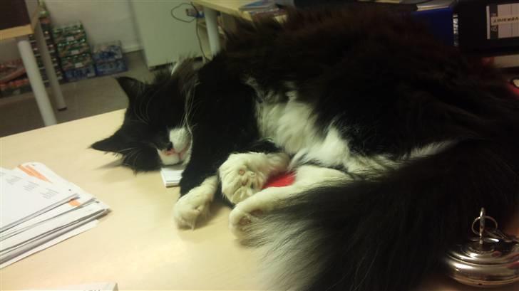 Norsk Skovkat Hubert billede 13