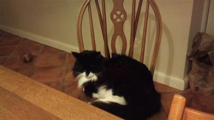 Norsk Skovkat Hubert billede 14