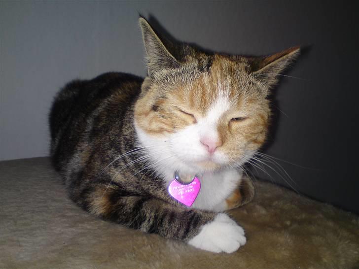 Huskat Gucci billede 2