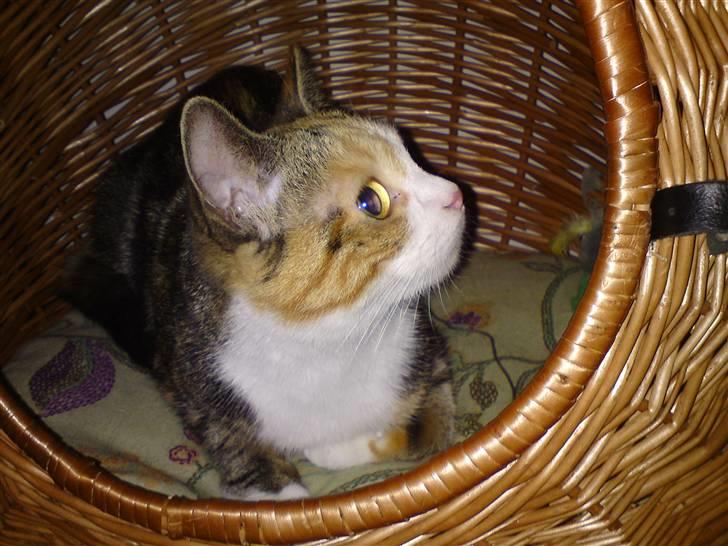 Huskat Gucci billede 3