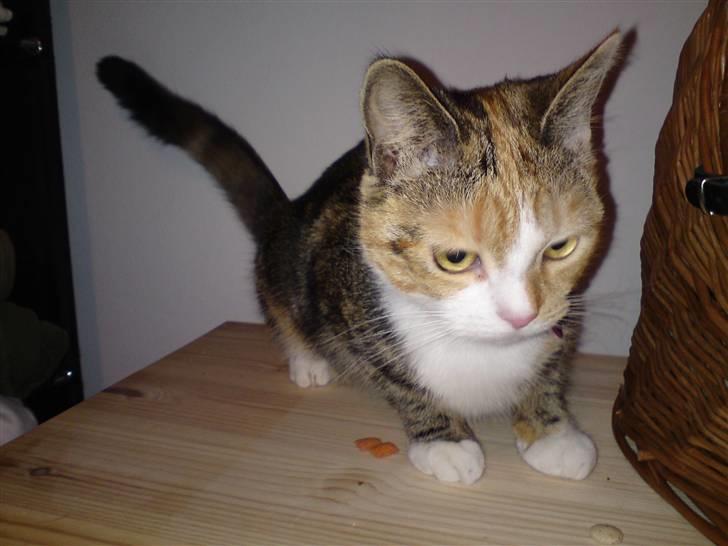 Huskat Gucci billede 4