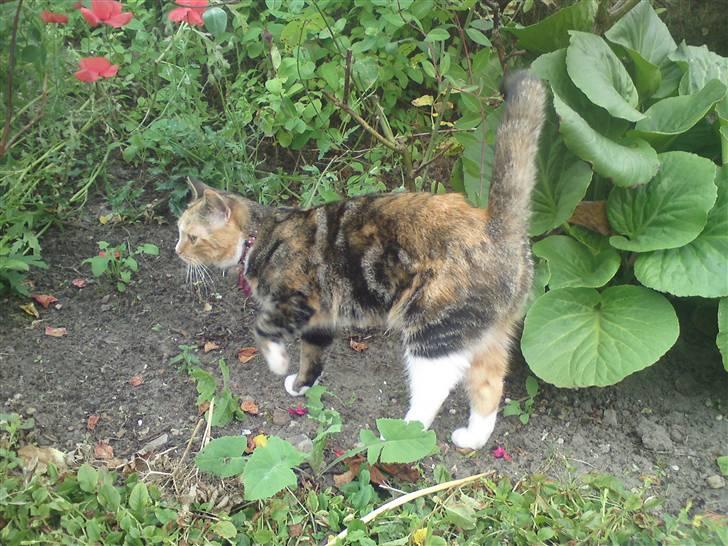 Huskat Gucci billede 5