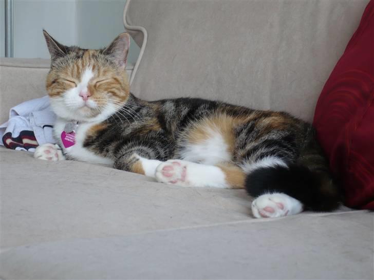 Huskat Gucci billede 6