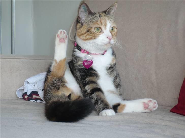 Huskat Gucci billede 7