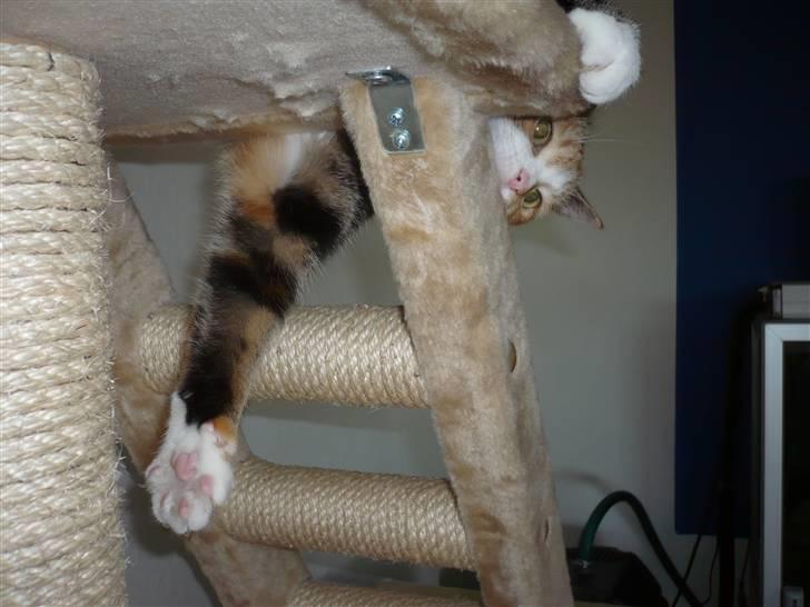 Huskat Gucci billede 8