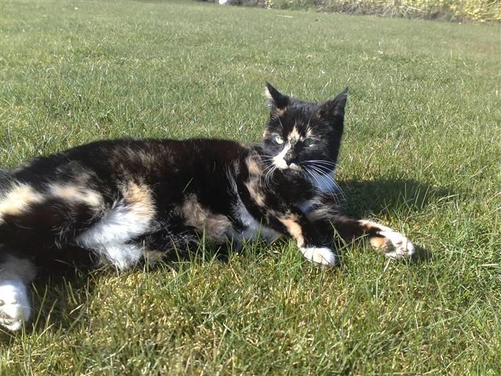 Huskat Mitte billede 1