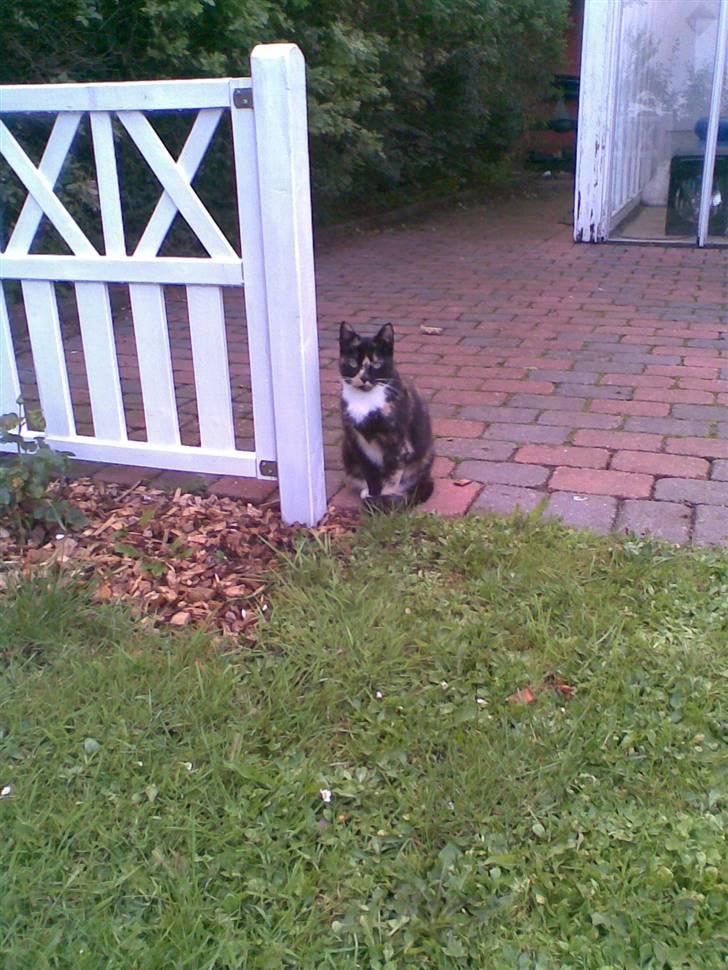 Huskat Mitte billede 2