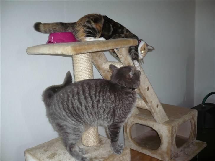 Huskat Gucci billede 9