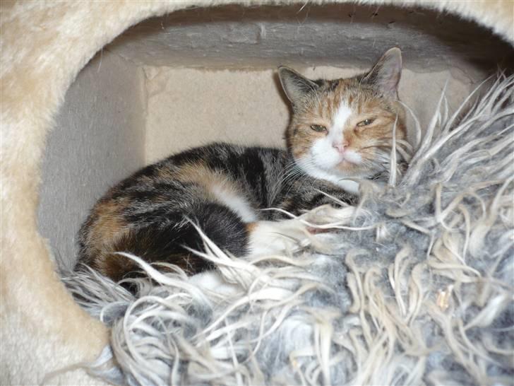 Huskat Gucci billede 10