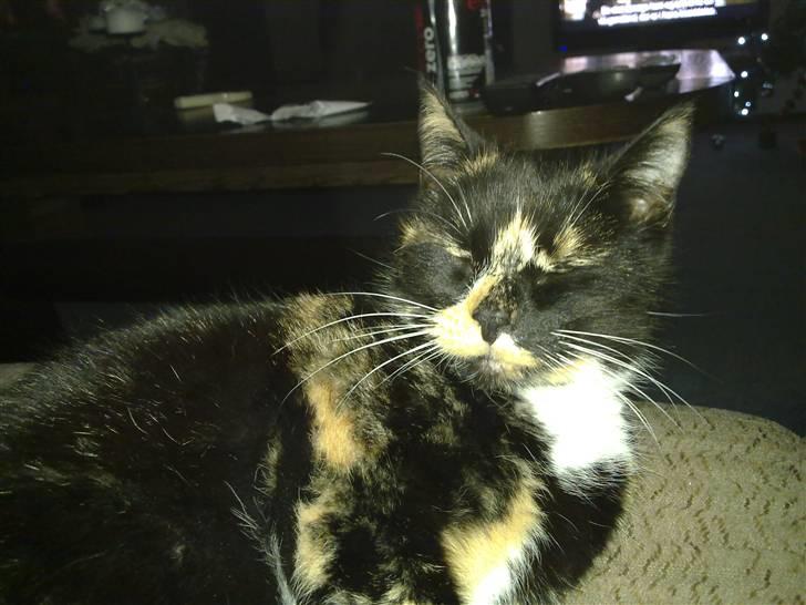 Huskat Mitte billede 3