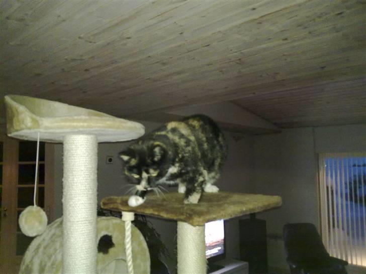 Huskat Mitte billede 4