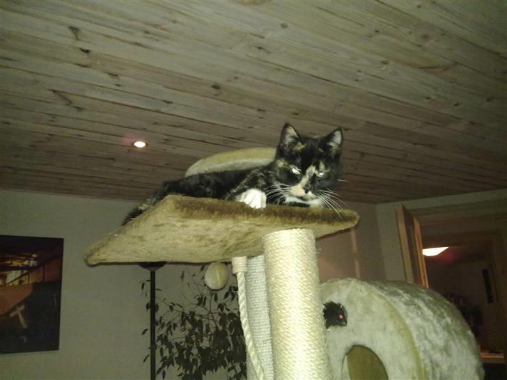 Huskat Mitte billede 5