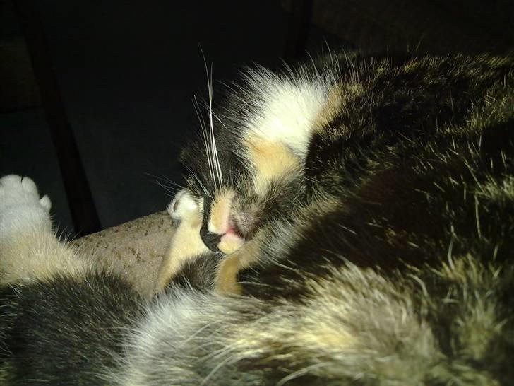 Huskat Mitte billede 6