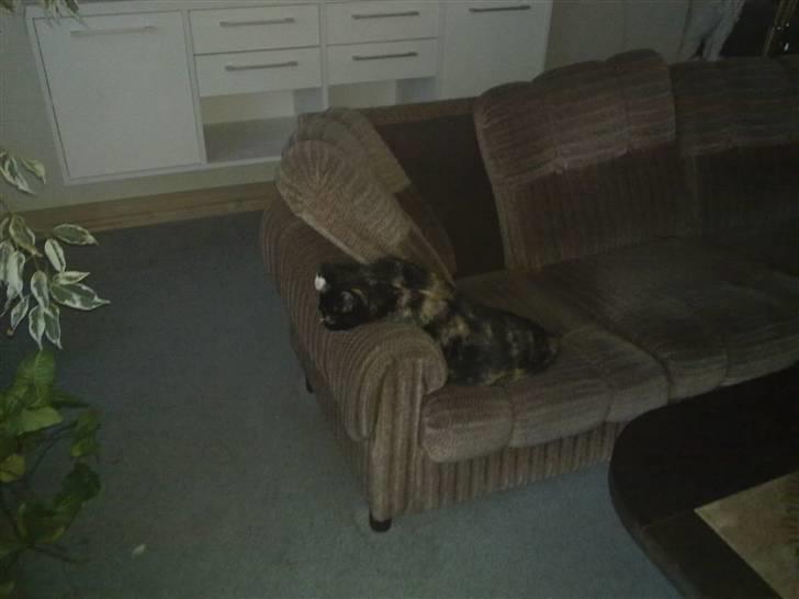 Huskat Mitte billede 7