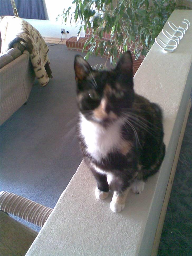 Huskat Mitte billede 8