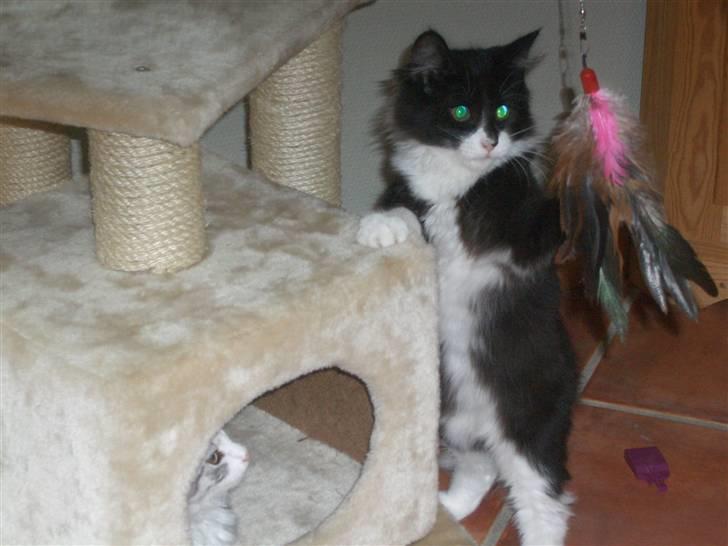 Norsk Skovkat Hubert - Hubert elskede at lege som lille<3 Det er hans søster inde i hullet, som vi også har købt. billede 15