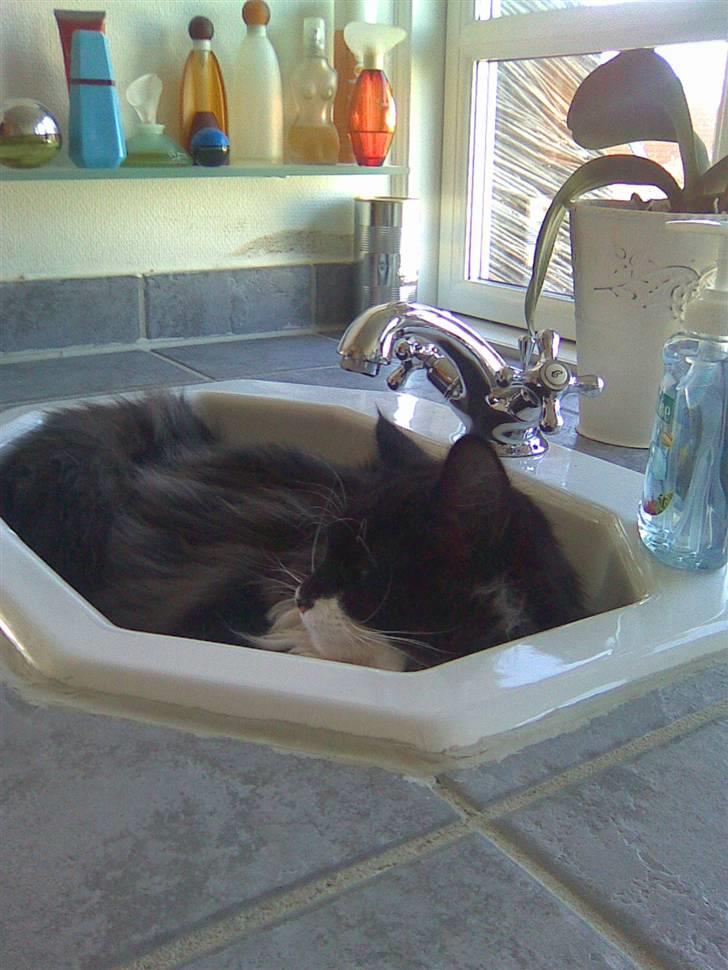 Norsk Skovkat Hubert billede 16