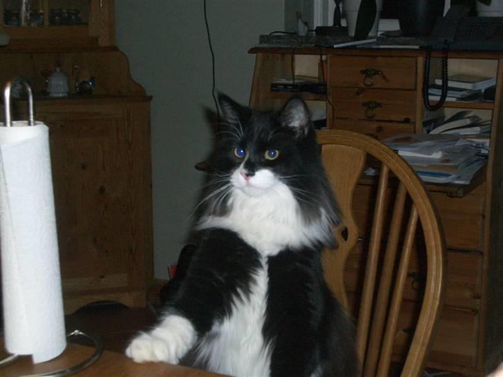 Norsk Skovkat Hubert - Hubert vil også være med til at spise aftensmad. billede 17