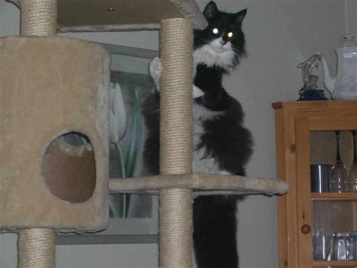 Norsk Skovkat Hubert billede 18