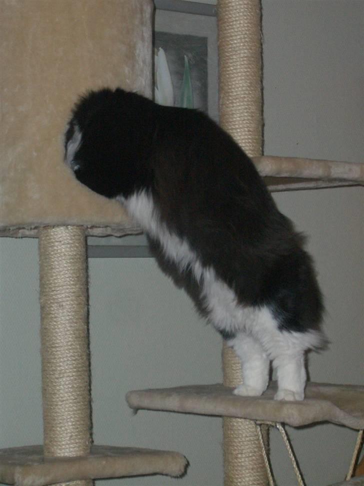 Norsk Skovkat Hubert billede 19