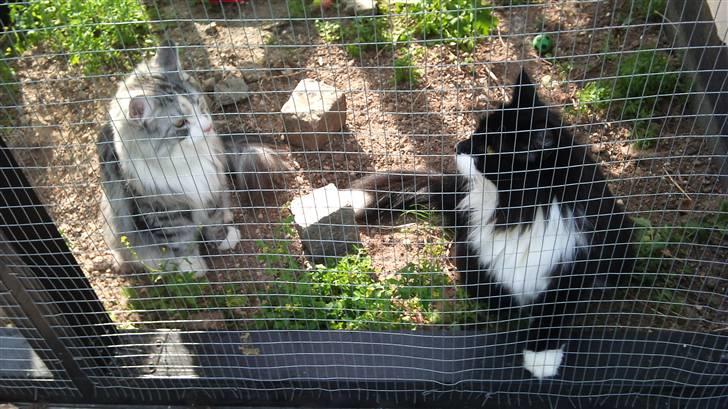 Norsk Skovkat Monique - Monique og Hubert ude i kattevolieren sammen. billede 2