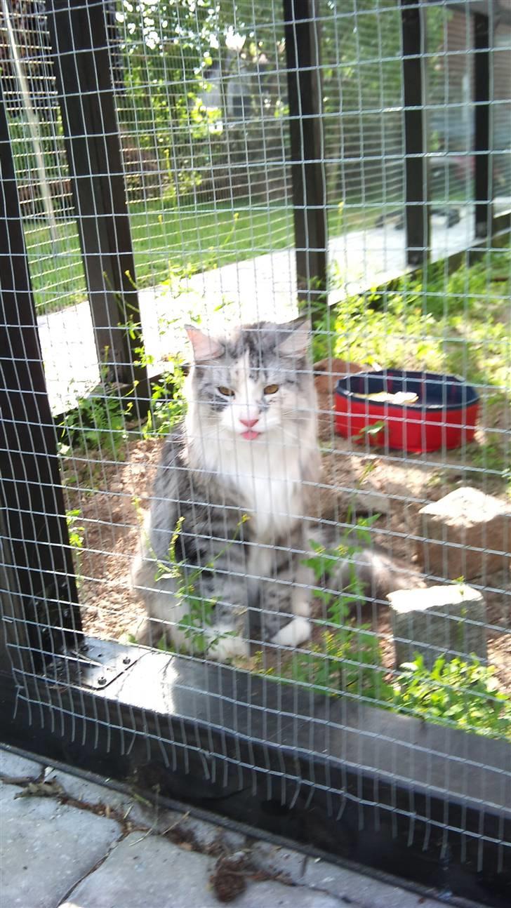 Norsk Skovkat Monique billede 1