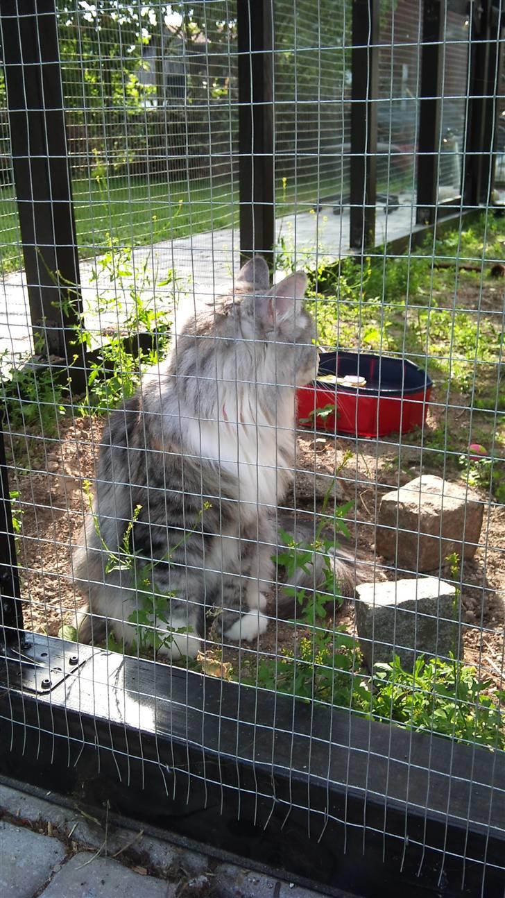 Norsk Skovkat Monique billede 3