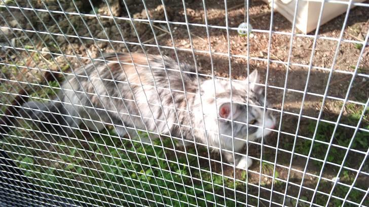 Norsk Skovkat Monique billede 4